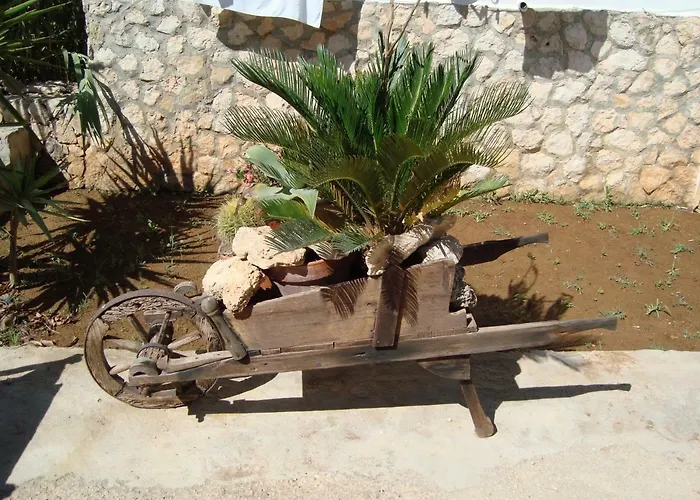 Fico D'india * لامبيدوزا